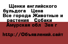 Щенки английского бульдога › Цена ­ 40 000 - Все города Животные и растения » Собаки   . Амурская обл.,Зея г.